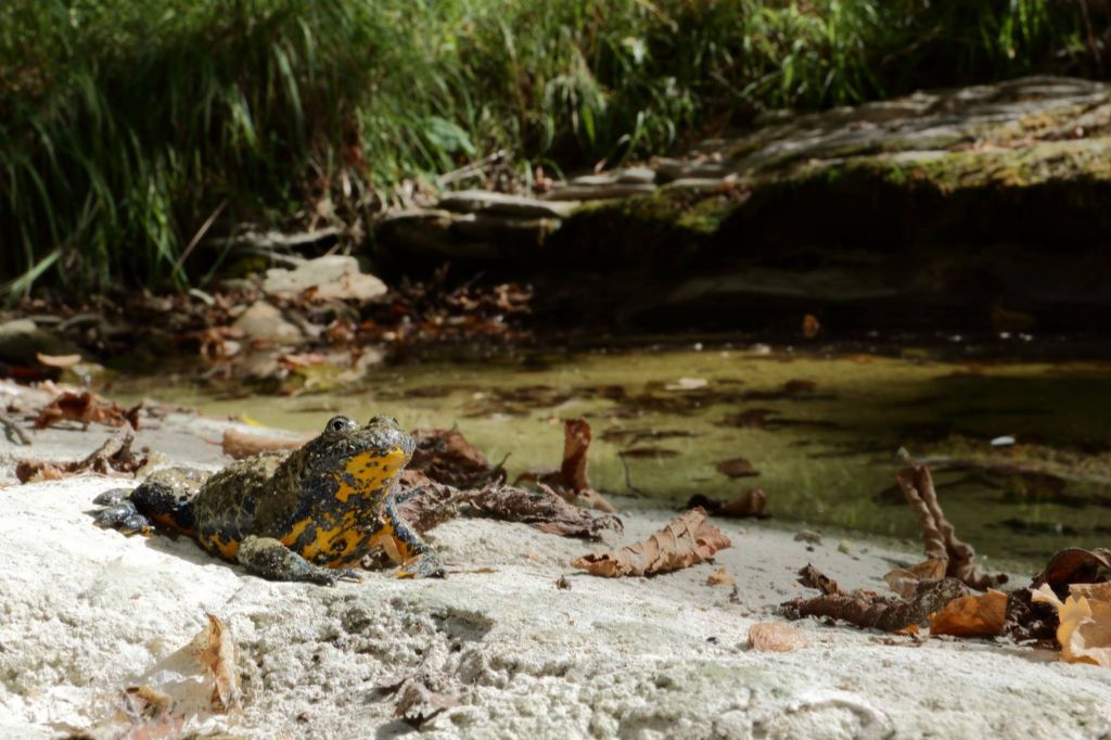 Ululone appenninico...una siccit da sfruttare